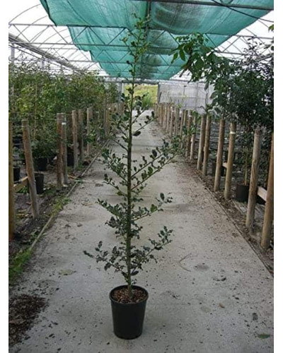 Падуб гостролистий Аляска | Ilex aquifolium Alaska | Падуб остролистный Аляска