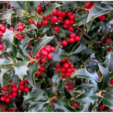 Падуб гостролистий Аляска | Ilex aquifolium Alaska | Падуб остролистный Аляска