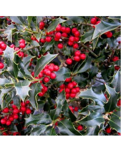 Падуб гостролистий Аляска | Ilex aquifolium Alaska | Падуб остролистный Аляска