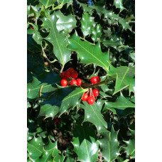 Падуб гостролистий | Ilex aquifolium | Падуб остролистный
