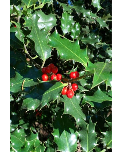 Падуб гостролистий | Ilex aquifolium | Падуб остролистный