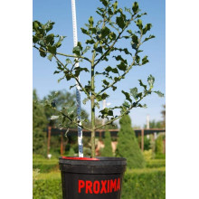 Падуб гостролистий | Ilex aquifolium | Падуб остролистный
