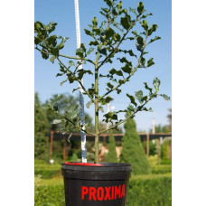 Падуб гостролистий | Ilex aquifolium | Падуб остролистный