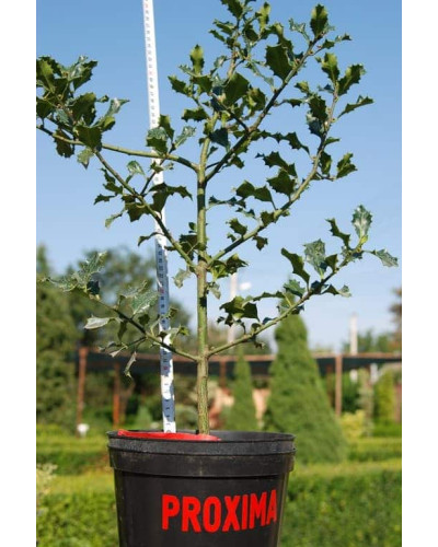 Падуб гостролистий | Ilex aquifolium | Падуб остролистный