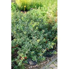 Падуб гостролистий | Ilex aquifolium | Падуб остролистный