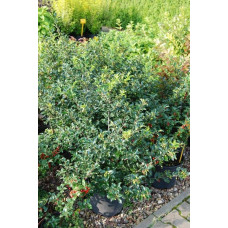Падуб гостролистий | Ilex aquifolium | Падуб остролистный