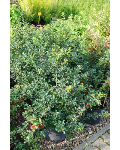 Падуб гостролистий | Ilex aquifolium | Падуб остролистный