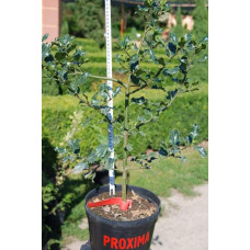 Падуб гостролистий | Ilex aquifolium | Падуб остролистный