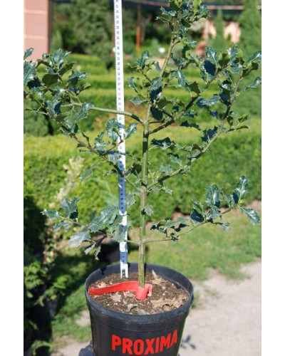Падуб гостролистий | Ilex aquifolium | Падуб остролистный