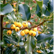 Падуб гостролистий | Ilex aquifolium | Падуб остролистный