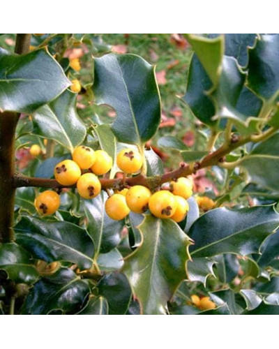 Падуб гостролистий | Ilex aquifolium | Падуб остролистный