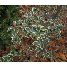 Падуб гостролистий | Ilex aquifolium | Падуб остролистный