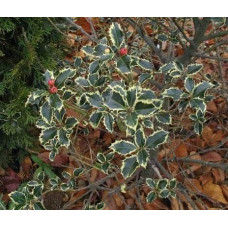 Падуб гостролистий | Ilex aquifolium | Падуб остролистный