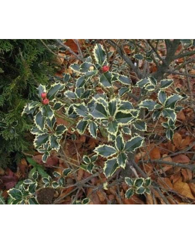 Падуб гостролистий | Ilex aquifolium | Падуб остролистный