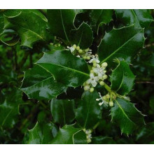 Падуб гостролистий | Ilex aquifolium | Падуб остролистный