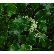 Падуб гостролистий | Ilex aquifolium | Падуб остролистный