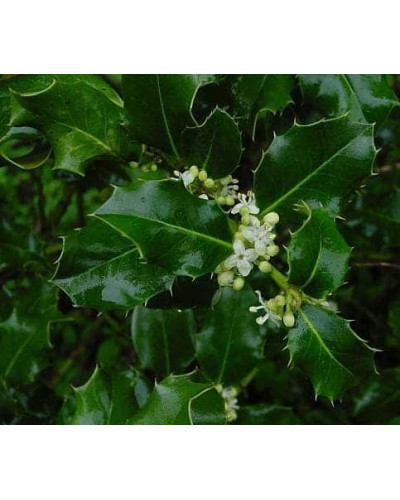 Падуб гостролистий | Ilex aquifolium | Падуб остролистный