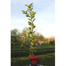 Падуб гостролистий | Ilex aquifolium | Падуб остролистный