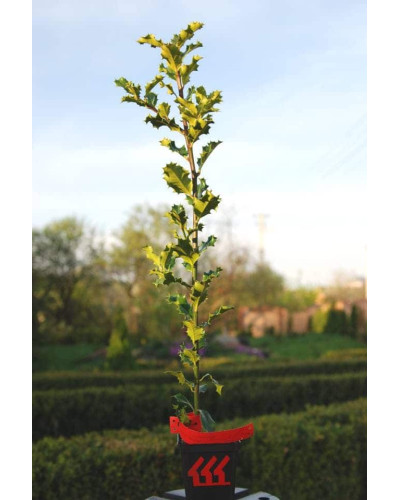Падуб гостролистий | Ilex aquifolium | Падуб остролистный