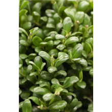 Падуб городчатий Конвекса | Ilex crenata Convexa | Падуб городчатый Конвекса