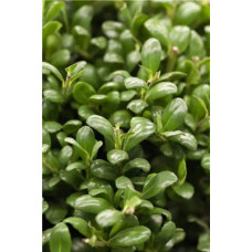 Падуб городчатий Конвекса | Ilex crenata Convexa | Падуб городчатый Конвекса