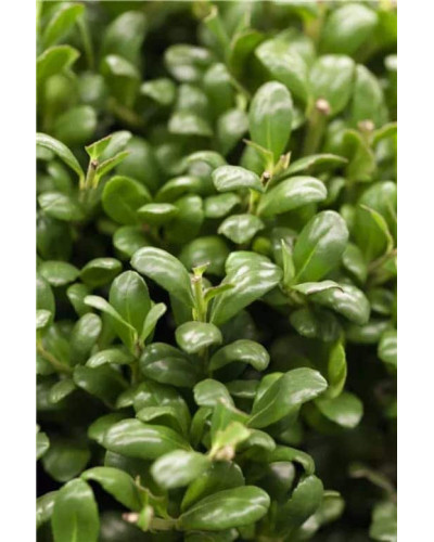 Падуб городчатий Конвекса | Ilex crenata Convexa | Падуб городчатый Конвекса