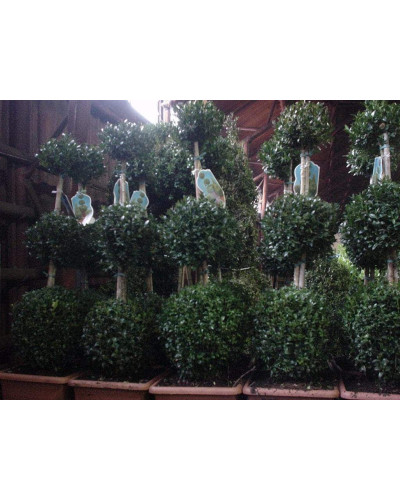 Падуб городчатий Конвекса | Ilex crenata Convexa | Падуб городчатый Конвекса