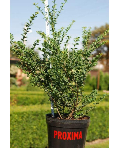 Падуб городчатий Конвекса | Ilex crenata Convexa | Падуб городчатый Конвекса