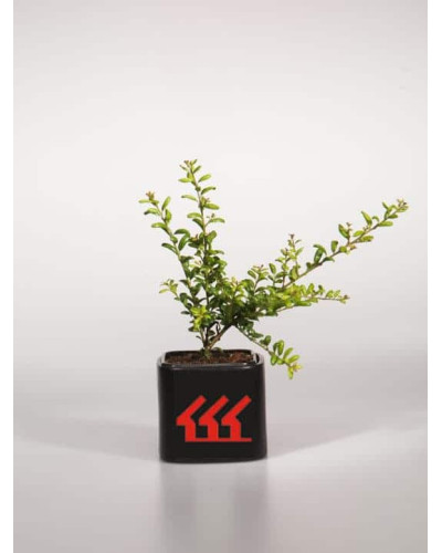 Падуб городчатий Конвекса | Ilex crenata Convexa | Падуб городчатый Конвекса