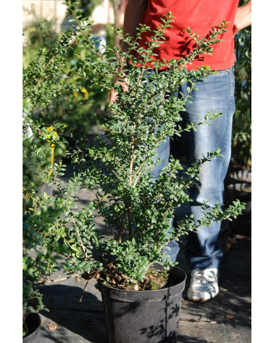 Падуб городчатий Конвекса | Ilex crenata Convexa | Падуб городчатый Конвекса