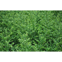 Падуб городчатий Конвекса | Ilex crenata Convexa | Падуб городчатый Конвекса