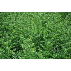 Падуб городчатий Конвекса | Ilex crenata Convexa | Падуб городчатый Конвекса