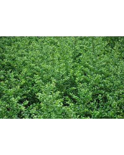 Падуб городчатий Конвекса | Ilex crenata Convexa | Падуб городчатый Конвекса