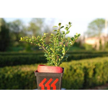 Падуб городчатий Конвекса | Ilex crenata Convexa | Падуб городчатый Конвекса