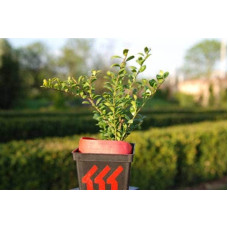 Падуб городчатий Конвекса | Ilex crenata Convexa | Падуб городчатый Конвекса