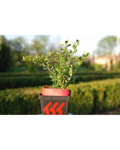 Падуб городчатий Конвекса | Ilex crenata Convexa | Падуб городчатый Конвекса