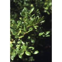 Падуб городчатий Конвекса | Ilex crenata Convexa | Падуб городчатый Конвекса