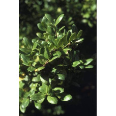 Падуб городчатий Конвекса | Ilex crenata Convexa | Падуб городчатый Конвекса