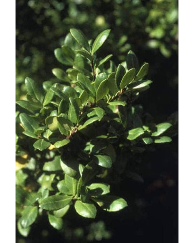 Падуб городчатий Конвекса | Ilex crenata Convexa | Падуб городчатый Конвекса