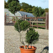 Падуб городчатий Конвекса | Ilex crenata Convexa | Падуб городчатый Конвекса