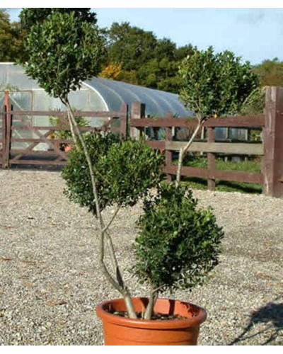 Падуб городчатий Конвекса | Ilex crenata Convexa | Падуб городчатый Конвекса