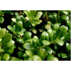 Падуб городчатий Конвекса | Ilex crenata Convexa | Падуб городчатый Конвекса
