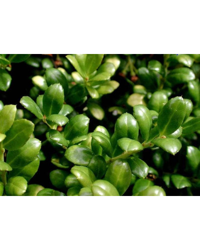 Падуб городчатий Конвекса | Ilex crenata Convexa | Падуб городчатый Конвекса