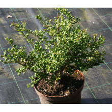 Падуб городчатий Конвекса | Ilex crenata Convexa | Падуб городчатый Конвекса