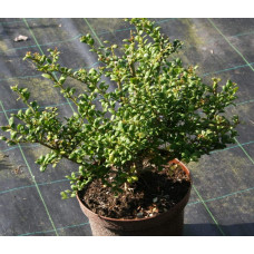Падуб городчатий Конвекса | Ilex crenata Convexa | Падуб городчатый Конвекса