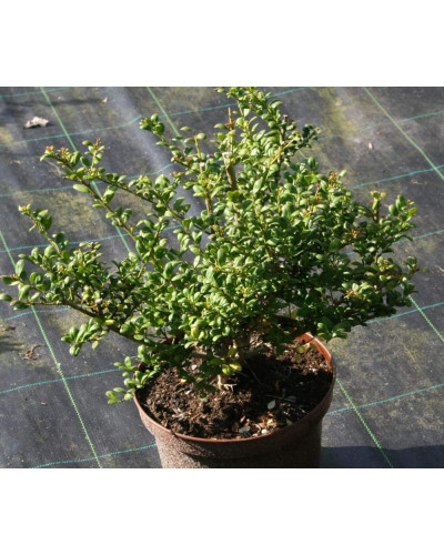 Падуб городчатий Конвекса | Ilex crenata Convexa | Падуб городчатый Конвекса