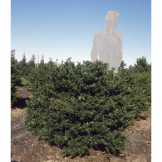 Падуб городчатий Конвекса | Ilex crenata Convexa | Падуб городчатый Конвекса