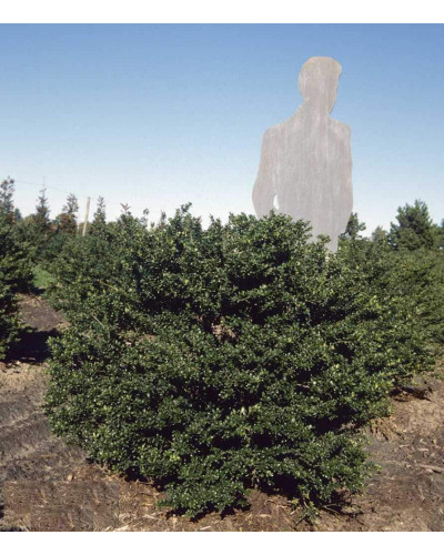 Падуб городчатий Конвекса | Ilex crenata Convexa | Падуб городчатый Конвекса