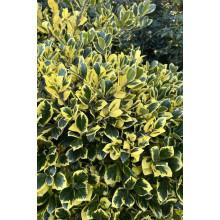 Падуб альтаклеренсіс Голден Кінг | Ilex altaclerensis Golden King | Падуб альтаклеренсис Голден Кинг