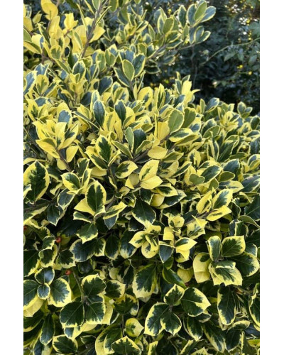 Падуб альтаклеренсіс Голден Кінг | Ilex altaclerensis Golden King | Падуб альтаклеренсис Голден Кинг